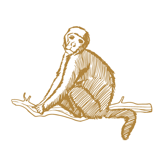 Illustration eines Affen